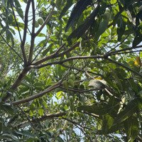 Bán Đất Tại Thị Trấn Đạ M''ri, Đạ Huoai, Lâm Đồng, Giá Siêu Hời 2 Tỷ, 1082 M2 Đẹp