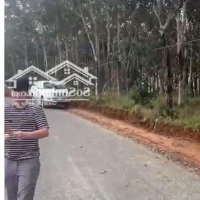 5,5Ha Mặt Tiền Đường Xã Nghĩa Thắng Dak Nong Bán Cho Nhà Đầu Tư