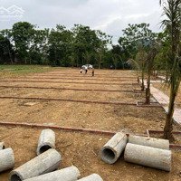 Bán Cắt Lỗ, Đất Nền Fo Giá Rẻ Tại Huyện Thạch Thành, Tỉnh Thanh Hóa, Giá Từ 250 Triệu Một Lô