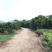 7 sào cafe, sầu riêng Bảo Lộc, đất bằng giáp suối.