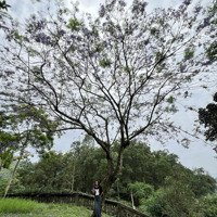 Bán Trang Trại, Khu Nghỉ Dưỡng Tại Bình Sơn, Sông Công, Thái Nguyên, 4 Tỷ Vnd, 9000 M2 Gđãi Chỉ Với
