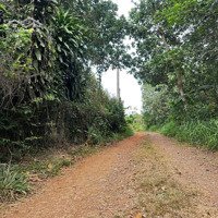 Bán Vườn Sầu Riêng Đang Thu Mạnh Tại Xã Bảo Bình ,Cẫm Mỹ ,Đồng Nai Có Hơn 300M2 Thổ Cư