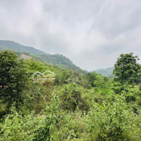 720M Có 226 Thổ Cư Còn Lại Đất Cây Lâu Năm. Bám Đường Betong 40M Giá Rẻ Tại Tp Hoà Bình