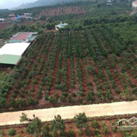 Bán Đất- Diện Tích 1000M2 . Tại Đinh Lạc Di Linh Lâm Đồng.