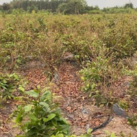 Bán Đất 200M2 Tại Võ Thị Sáu, Phú Đông, Nhơn Trạch, Đồng Nai Chỉ Với Giá Ưu Đãi 2,75 Tỷ