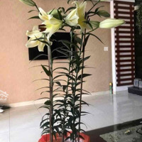 Nam Việt Á, Nhà 2 Tầng Diện Tích Rộng Ngay Kề Bùi Tá Hán. Giá Chỉ 12 Tỷ
