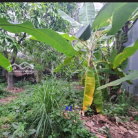 Bán Đất Vườn: 1.136M² (22M X 75M, Hậu 18M, Cln) Đường Nhựa 3.5M, Xã Mỹ Xương, H Cao Lãnh.