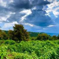 Mình Cần Bán Vài Lô Đất Gần Đà Lạt. Đất View Sông, Săn Mây, Sầu Riêng 9 Năm, Cafe, 931 Triệuiệu/Lô