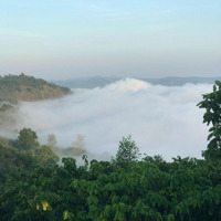 Mình Cần Bán Vài Lô Đất Gần Đà Lạt. Đất View Sông, Săn Mây, Sầu Riêng 9 Năm, Cafe, 931 Triệuiệu/Lô