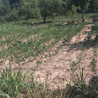 Đất Gần Ủy Ban Mới Phú Xuân, 22 Triệu/M | Shr | Có Sẵn Thổ Cư | Đường Bê Tông . Liên Hệ: 0981177980
