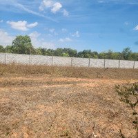 Cần Bán 5Hecta Đất Cây Lâu Năm Giá Bán 900 Triệu 1 Hecta