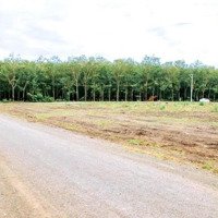 Bán 3,5 Sào (75 X 45 = 3530.3M2) Góc 2 Mặt Tiền Nhựa Đường Số 7 Chơn Thành Chỉ 890 Triệu