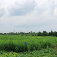 Bán Đất Lúa: 24.000M² (54M X 436M) Đường Đá Xe Ba Gác, Xã Bình Hàng Trung, H Cao Lãnh.