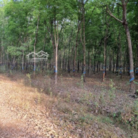 Bán Đất Gần Chợ , Trường Học, Cây Xăng, Doanh Trại Quân Đội. Đường Đất 4 M