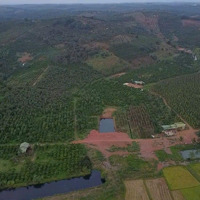 11Ha Cà Phê, Xen Tiêu Thu Nhập Cao Cách Ql14 Chỉ 15Km
Vị Trí: Xã Đắk Rtih, Tuy Đức, Đăk Nông