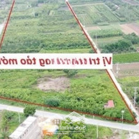 Chị Gái Gửi Bán Lô Đấu Giá Đông Tảo, Cạnh Chợ Đang Triển Khai