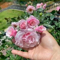 AMAN BLAO - SỞ HỮU SUỐI RIÊNG, KIẾN TẠO KHÔNG GIAN RIÊNG