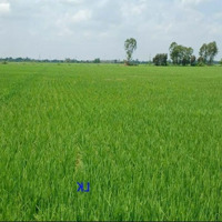Bán Đất 2 Mặt Tiền: 9.000M² (23M X 370M, Thổ 270M², Đất Lúa) Đường Đt 847, Xã Mỹ Quý