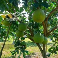 Nhà Còn Mảnh Vườn Bán Lại Giá Bán 790 Triệu Tại Thống Nhất, Ngân Hàng Có Hỗ Trợ Vay