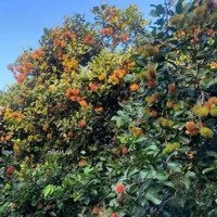 Nhà Còn Mảnh Vườn Bán Lại Giá Bán 790 Triệu Tại Thống Nhất, Ngân Hàng Có Hỗ Trợ Vay