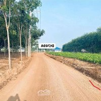 Bán Đất Nền Tại Minh Thạnh, Dầu Tiếng, Bình Dương Có Sẵn 100M2 Thổ Cư
