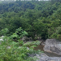 Cần Bán 47 Ha (470 000) M2 Đất Rẫy (Rsx, Cln) Có Suối Lớn Tuyệt Đẹp Ninh Tây, Ninh Hoà, Khánh Hoà