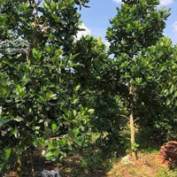 Cần Bán Đất Có Vườn Trái Cây, Nhà Cấp 4 Sẵn Ngay Tân Uyên, Bình Dương. Giá Bán 2Ty250, 600M2. Shr