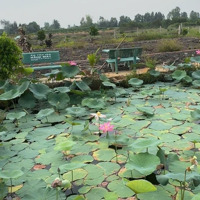 Đất Vườn Làm Sẵn Vườn Ao Cá Nền Nhà Sẵn Sàn Mua Cất Nhà Vườn Quá Đẹp Đầu Tư Bao Ngon