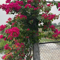 Đất Vườn Làm Sẵn Vườn Ao Cá Nền Nhà Sẵn Sàn Mua Cất Nhà Vườn Quá Đẹp Đầu Tư Bao Ngon