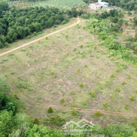 Bán 6,5 Ha Sầu Riêng Ở Ealy Sông Hinh Phú Yên