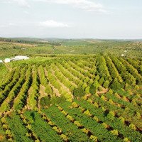 Bán 10 Ha Đất Sầu Riêng Và Trang Trại Bò Tại Eabar Sông Hinh Phú Yên