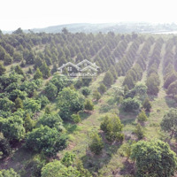 Bán 10 Ha Đất Sầu Riêng Và Trang Trại Bò Tại Eabar Sông Hinh Phú Yên