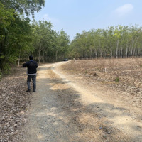 Bán Đất Tại Lộc Thành, Lộc Ninh, Bình Phước, 2,3 Tỷ, 10000M2