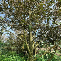 Cần Bán Mảnh Vườn Sầu Riêng View Giáp Hồ Nước Tại Tp Gia Nghĩa Đắk Nông (Lâm Đồng) Chỉ 1.39 Tỷ