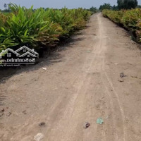 Bán Đất Nông Nghiệp Giá Rẻ Ngay Gần Vành Đai 3 Bình Lợi Giá 1. 6 Triệu/M2