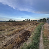 Bán 1000M2 Lúa Thuộc Phường Khánh Hậu , Tp Tân An , Cách Đường Vành Đai 150M , Đường Hiển Thị