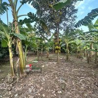 Bán 1530M Đất Gần Trung Tâm Thị Trấn Trâu Quỳ