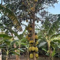 Bán 1530M Đất Gần Trung Tâm Thị Trấn Trâu Quỳ
