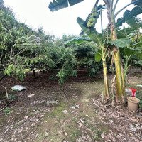 Bán 1530M Đất Gần Trung Tâm Thị Trấn Trâu Quỳ