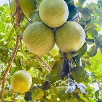 Bán Đất Đẹp Tại Làng Bưởi Tân Triều, Có Sẵn Nhà Rộng, Chỉ Vào Là Ở