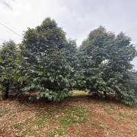 Cần Bán 2200M2 Vườn Trái Cây Full Sầu Riêng Xã Bảo Bình Huyện Cẩm Mỹ Tĩnh Đồng Nai