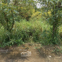 Mặt Tiền Đường Khu An Phú Tây, Bình Chánh, 4300M2, 24.9 Tỷ