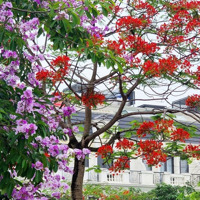 Bán Biệt Thự Lô Góc 231M2 (1 Hầm Và 3 Nổi) - Vị Trí Siêu Kinh Doanh Đón Đầu Đường 3.5