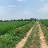 Em Có 6 Mảnh Đất Lúa Từ 1-3 Sào Tại Nghĩa Hương Cần Bán, Bám Đường Đất Ô Tô Vào