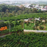 Đất View Núi Đại Bình 525M2 Tại Lộc Thanh, Bảo Lộc, Lâm Đồng, Giá Bán 1,4 Tỷ Hàng Ngộp