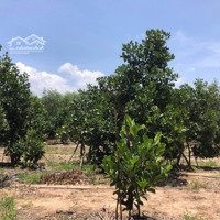 Cần Bán Đất Sào Đường Hà Huy Giáp, Thị Trấn Long Thành, Đồng Nai. Giá Bán 1Ty950,Diện Tích1450M2. Shr