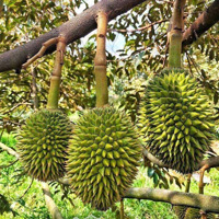 Bán Đất Vườn Mặt Tiền Bờ Bao Sông Sài Gòn. Có Vườn Trái Cây Sầu Triêng, Chôm Chôm, Măng Cụt...