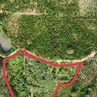 Đất Trồng Cây Lâu Năm, Tổng Diện Tích: 8889M2, Tại Thị Trấn Đinh Văn, Giá Bán 250 Triệu / 1 Sào