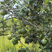 Dạ Kinh Tế Khó Khăn. Gia Đình Em Bán Mảnh Đất Của Gia Đình Ở Thống Nhất Để Lên Thành Phố Sống Ạ