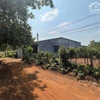 KẸT TIỀN BÁN GẤP ĐẤT THÔN 9- HOÀ PHÚ- BMT  CHỈ VỚI GIÁ #79tr MỘT MÉT  ️Diện tích: 7*35 thổ cư 60m2  Giá chỉ: #79tr/m tr(